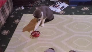 Kitty Gomez messes with a tiny drone