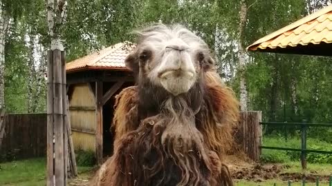 Beautiful camel in the zoo.