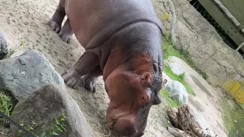 Toronto zoo hippopotamus