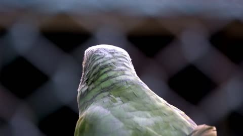 parrot bird sitting on the perch