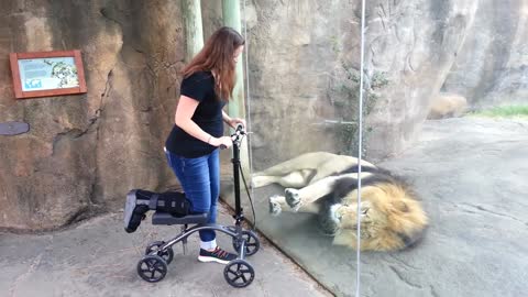 Lion wants to play with scooter