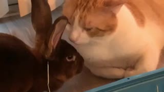 Kitty Cleans Its Bunny Friend