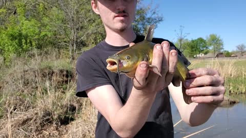 Ian's catfish