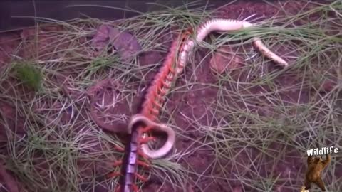 Snake Vs Giant centipede! You will not believe your eyes