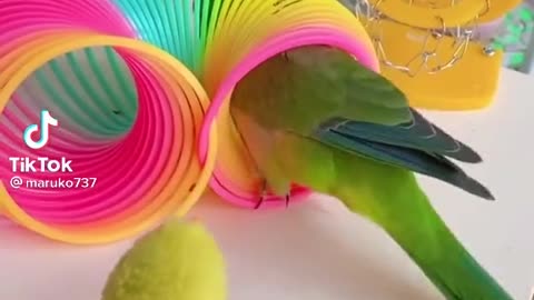 parrot playing something beutiful