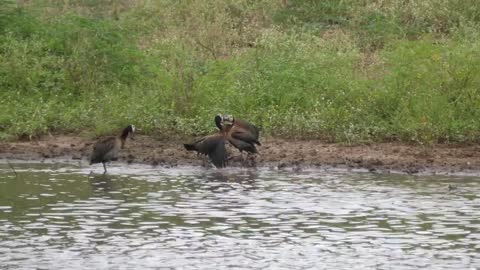 Ducks fighting on the lakeshore