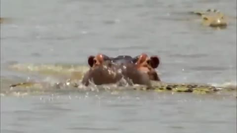 HIPPO vs CROCODILE
