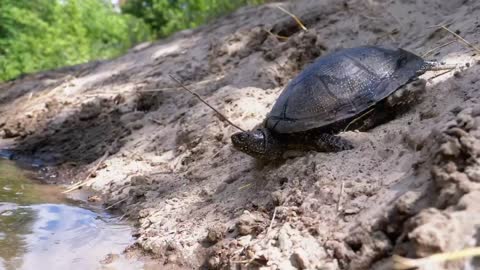 the turtle slides into the water