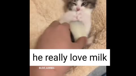 Cut cat want milk