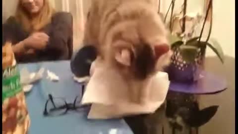 Siberian Cat, 'Simbi' She loves paper towels