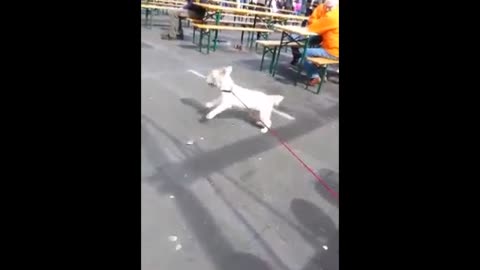 17-year-old deaf dog rocks out at concert