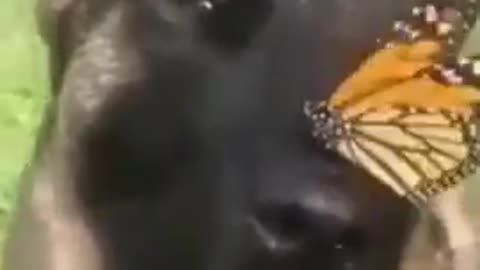 cute dog play butterfly🥰🥰enjoy dog play butterfly video