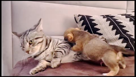 Funny cats & dog with love