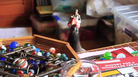 Pet Guinea Fowl Inspecting Marble & Key Collection