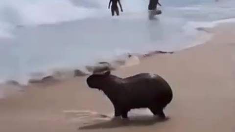 Capybara taking a bath in the sea in Rio de Janeiro