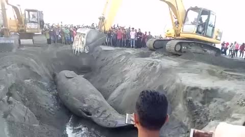 Whale vs Excavator. Burial of the world's biggest animals with excavator.