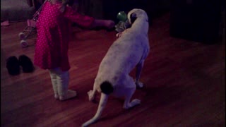 Dog Tap Dances Every Time She Gets Brushed