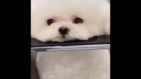 Cute funny dog puppy video,Funny cute dog,cute dog,animal lover,cute