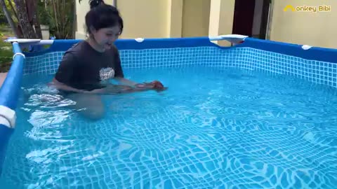 Babi monkey enjoy to dad for swimming pols food