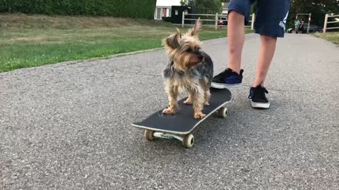 Cute dog’s first time skateboarding