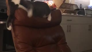 Cat falls off chair