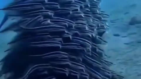 Unusual sea creatures