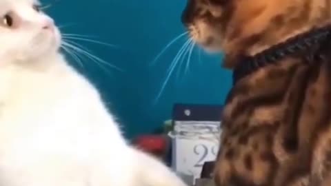 FUNNY CAT VIDEOS - CATS ARE AWESOME 2021 #Shorts.