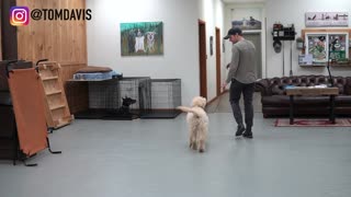 Training a Dog to walk on a leash