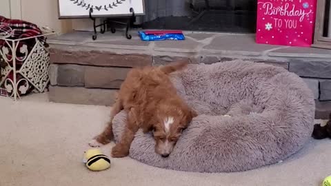 Labradoodle puppy