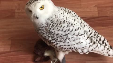 Snowy owl and toy