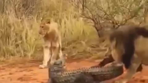 A group of lions disturbed the crocodile