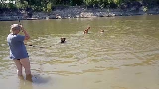 Bear and Beach Goers Swim Together