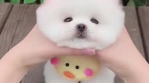 A cute puppy