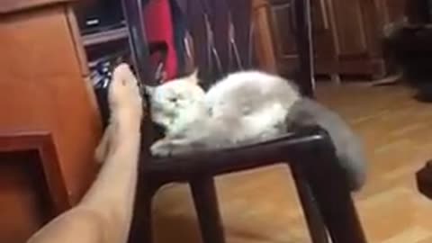 Funny Cats Compilation 2016 - Kittens playing with host to bite a her leg