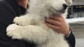 White dog petted by black jacket guy in parking lot