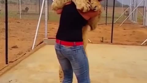 A lion hugs his friend