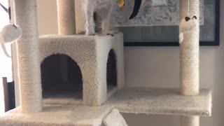 Little Dog Climbs To The Top Of Cat Tree And Eats Treats
