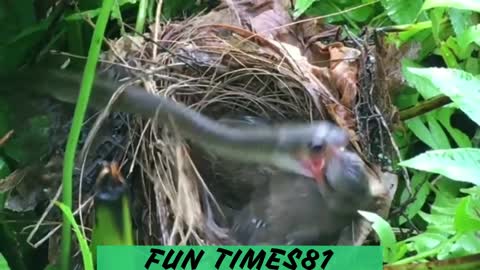 The bird is protecting the young from the snake attack.