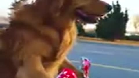 Golden retriever dog takes care his owner.