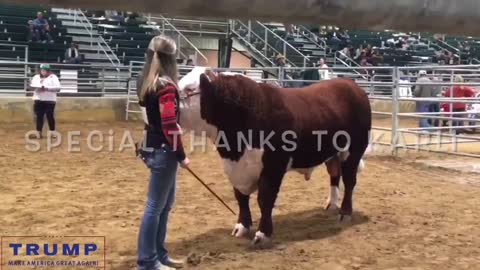 SHOWDOWN @ Jingle Bell Jamboree Livestock Show