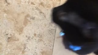 Small black kitten meows jumps at camera