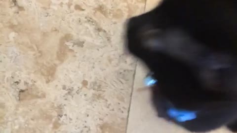 Small black kitten meows jumps at camera