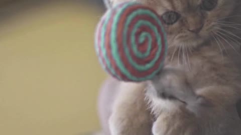 Cats Toy Relax Time #shorts #viral #trending