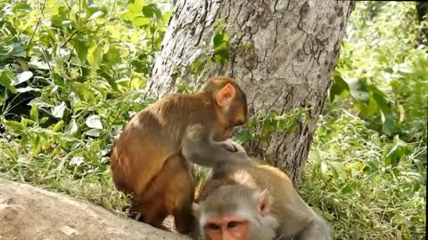 Cute mother monkey cute 🥰 monkey 🐒🐒🐒🐒 #rumble