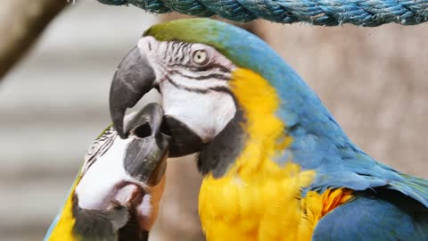 Sweet pair of kissing blue and gold macaw parrot birds