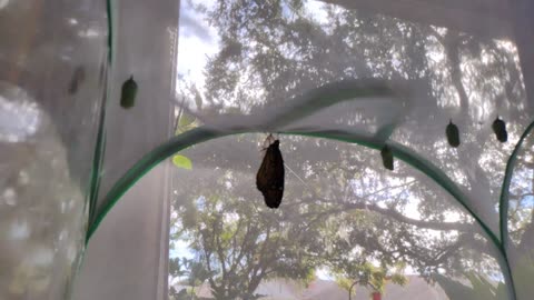 First monarch butterfly hatch