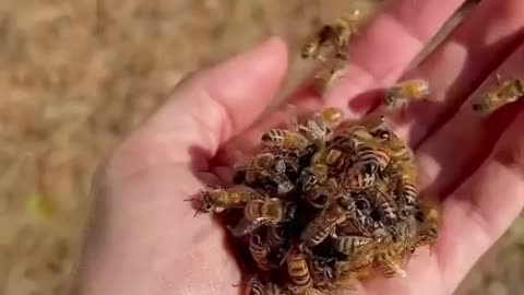 BEE'S QUEEN BALLING