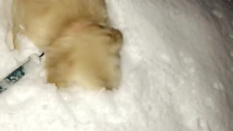 Golden Retriever ecstatic to play in the snow