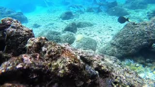 Amazing Earth Underwater Beauty