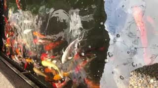 Japanese Koi fishes